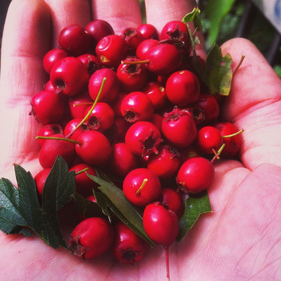 Боярка ягода черная