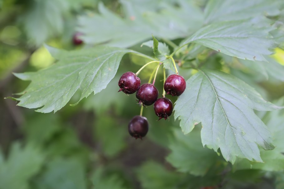 Боярышник алмаатинский crataegus almaatensis