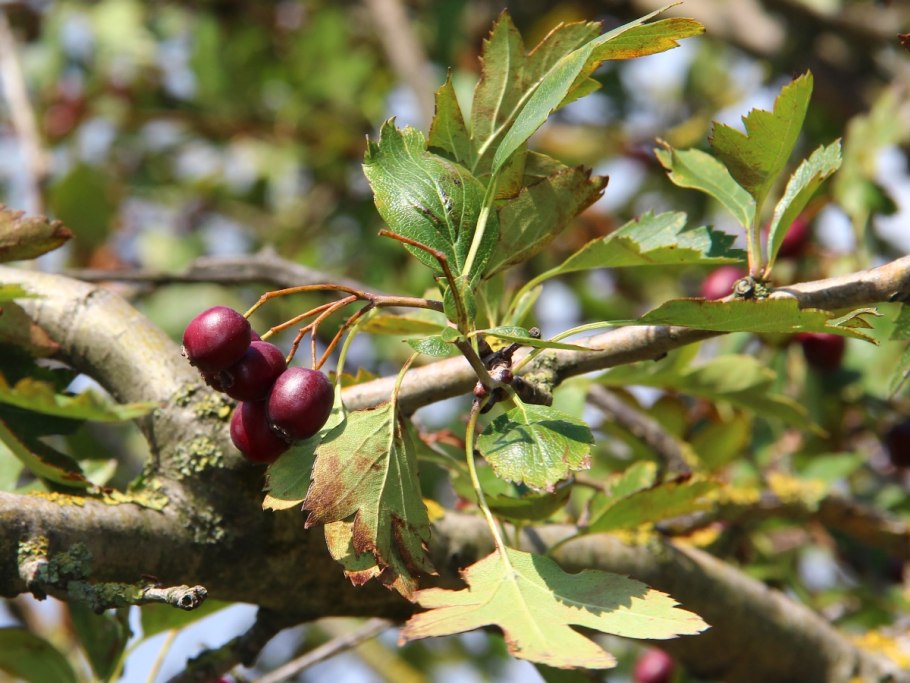 Боярышник пятипестичный (crataegus pentagyna)
