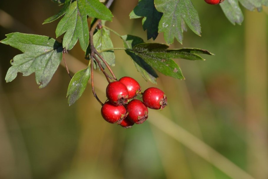 Боярышник сибирский crataegus sanguinea