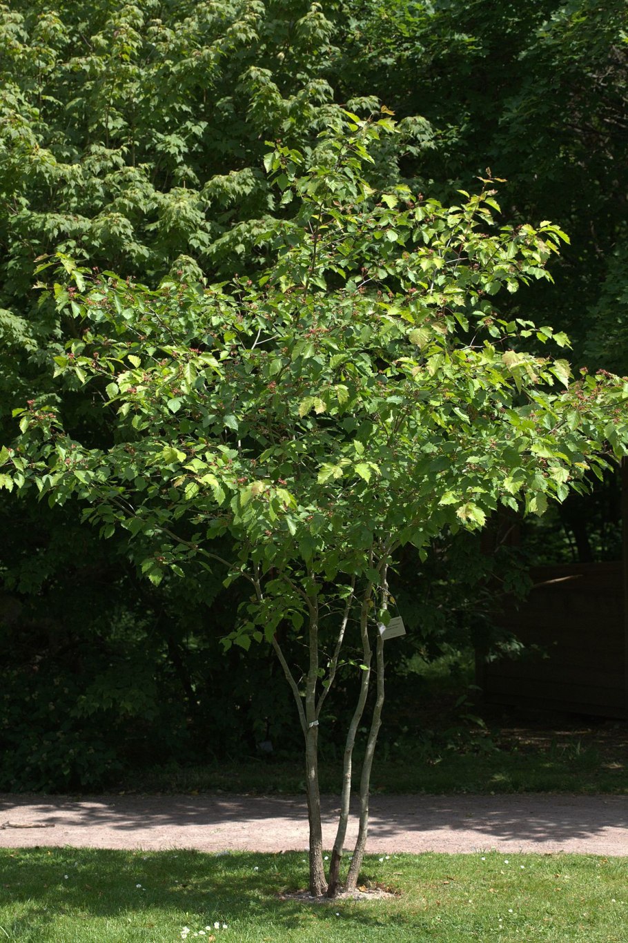 Боярышник клинолистный