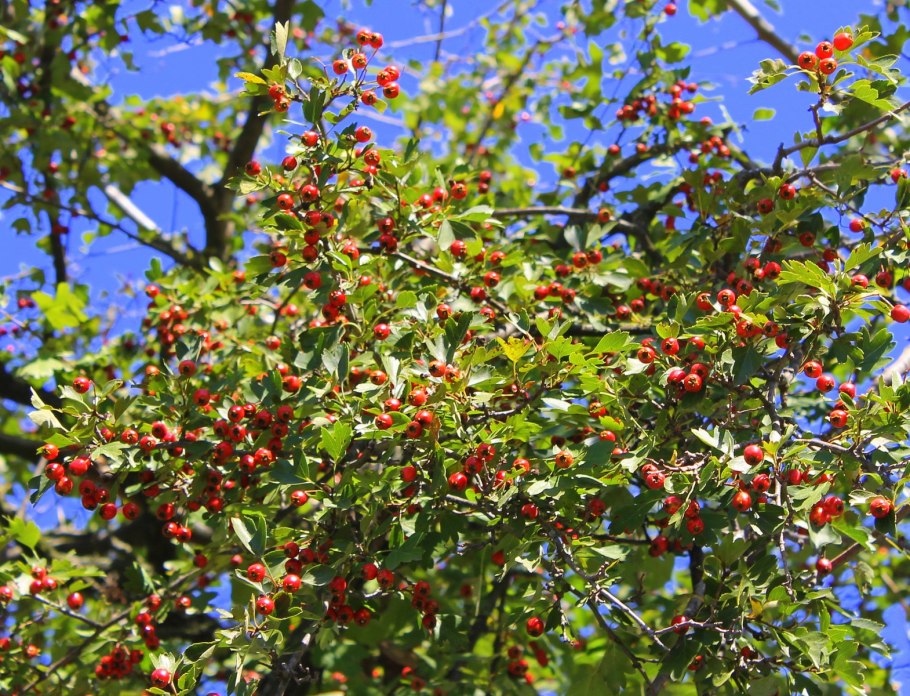 Боярышник Максимовича (Crataegus maximowiczii)