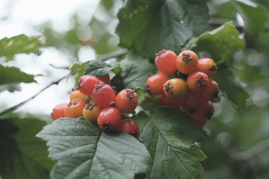 Боярышник турнефора