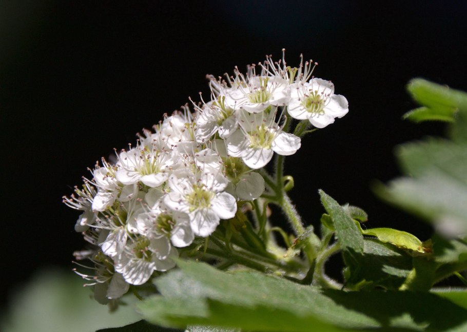 Боярышник соцветие