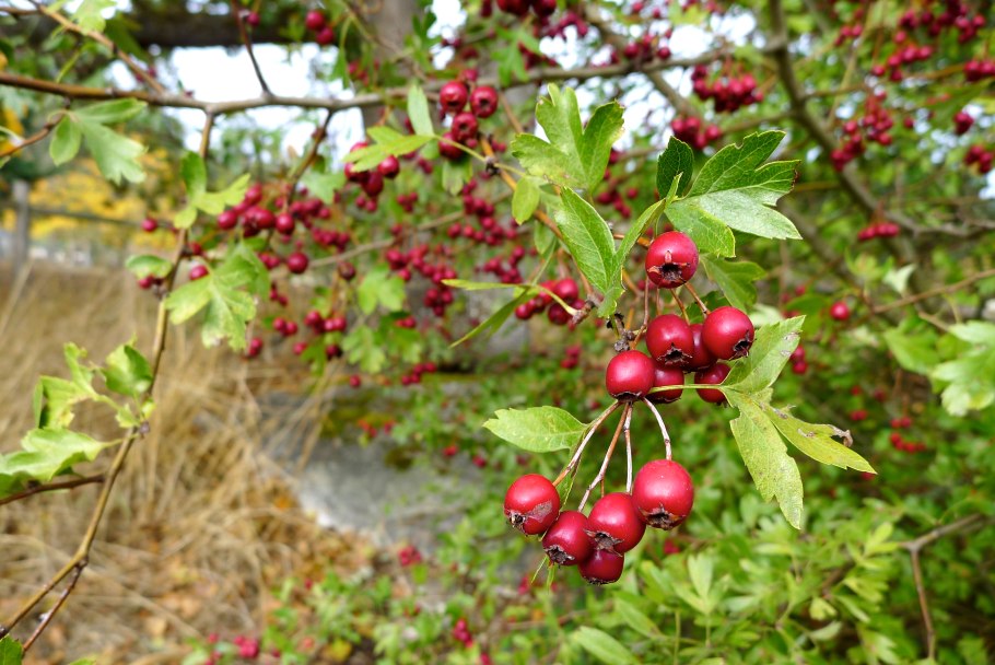 Боярышник (crataegus sanguinea)