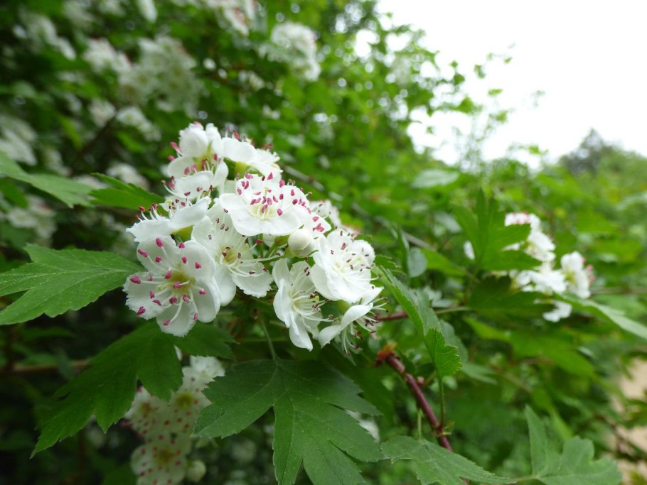 Боярышник однокосточковый