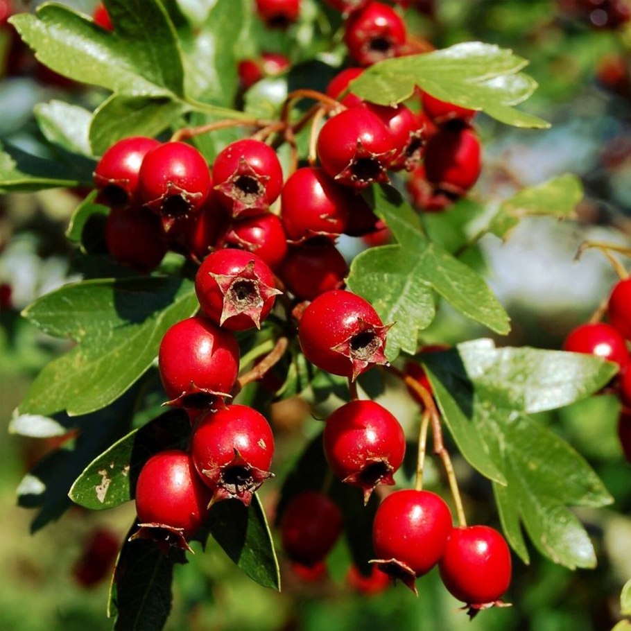 Красный боярышник