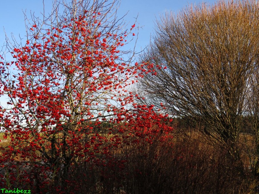 Боярышник кроваво-красный осенью