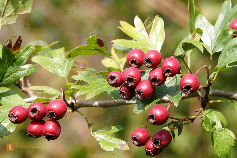 Боярышник кроваво-красный crataegus sanguinea