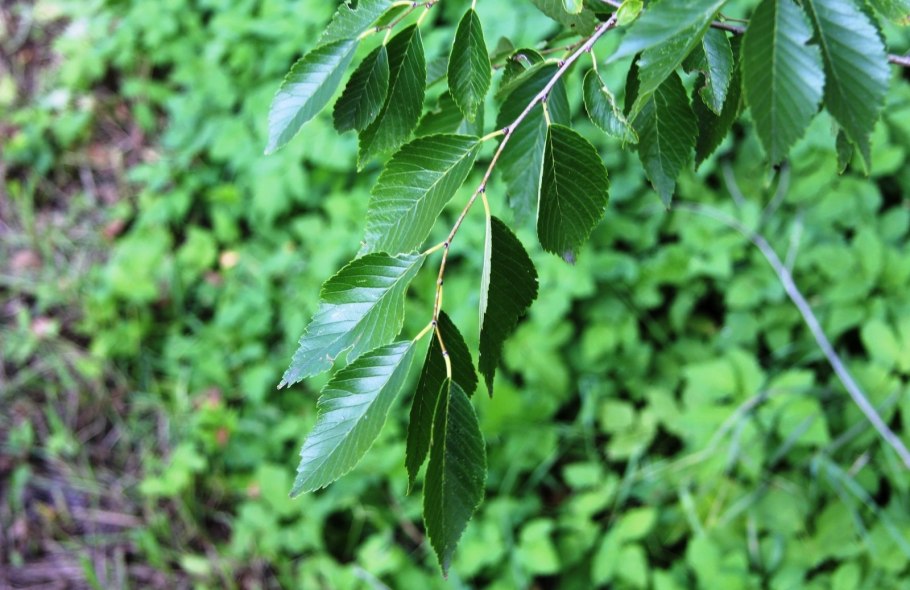 Вяз приземистый ulmus pumila