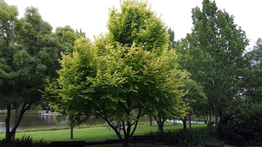 Ulmus glabra lutescens