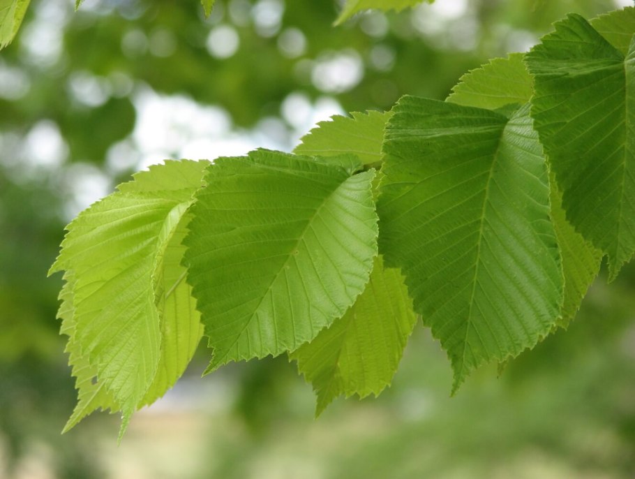 Ulmus glabra вяз