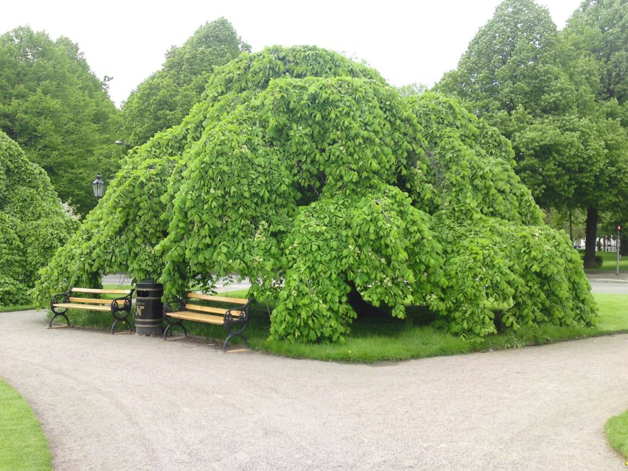 Вяз дерево карагач