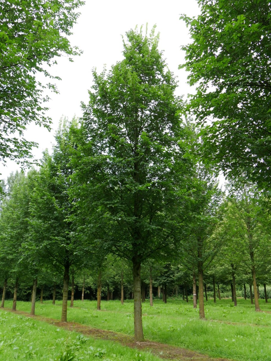 Вяз "Додоенс" Ulmus "Dodoens"