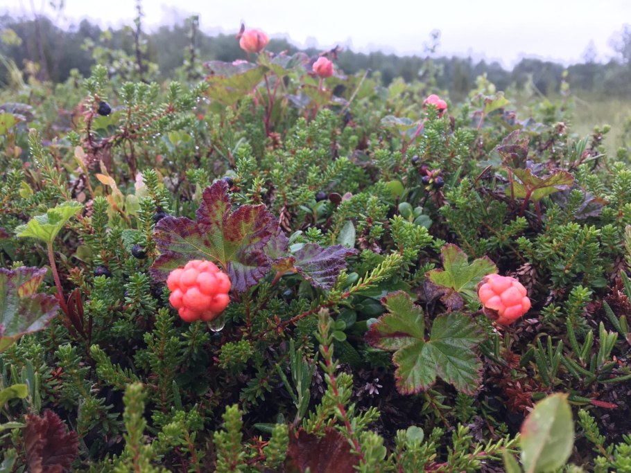 Из гербария ботанического института Академии наук СССР