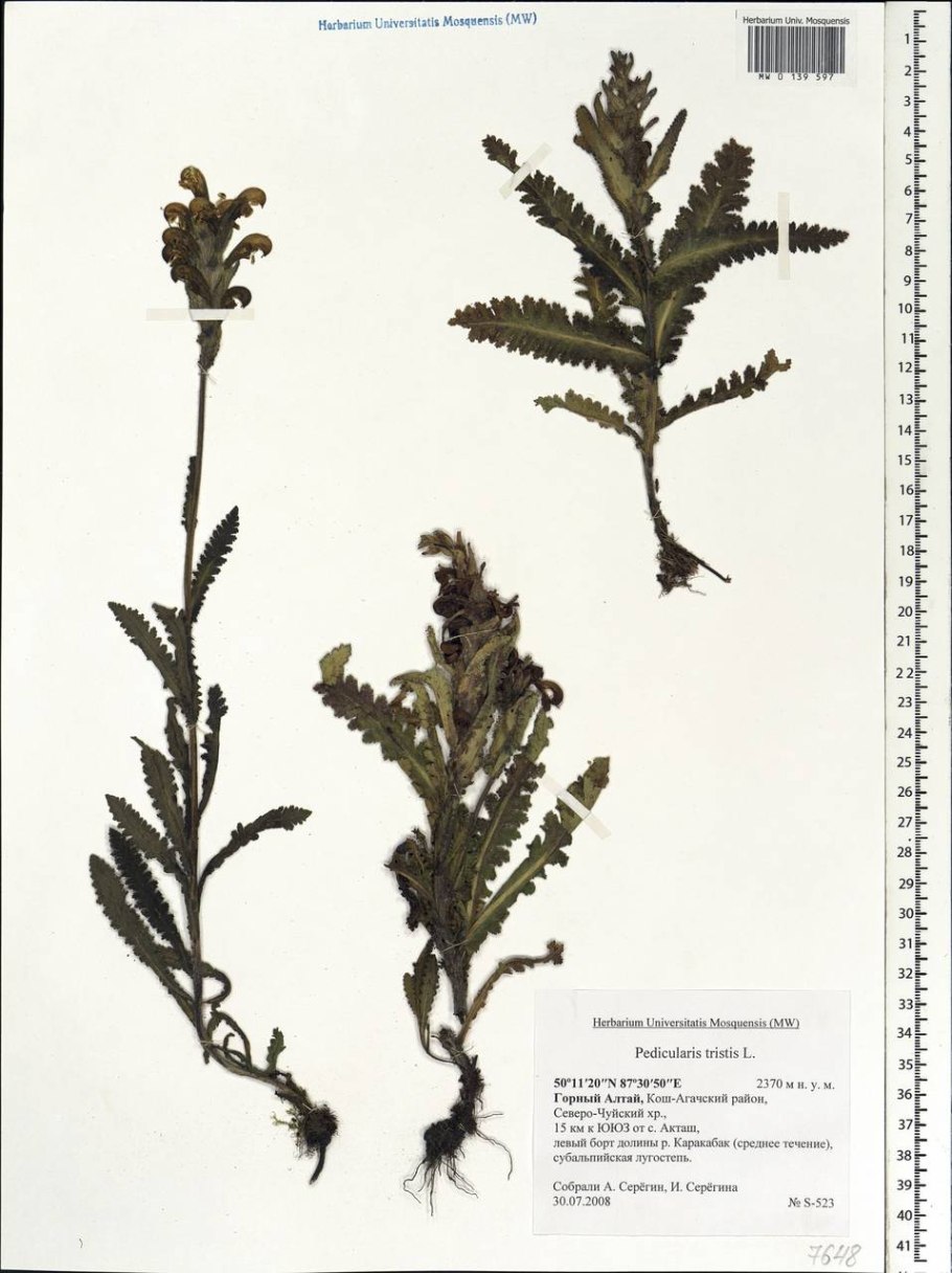 Растение семейства Мытник