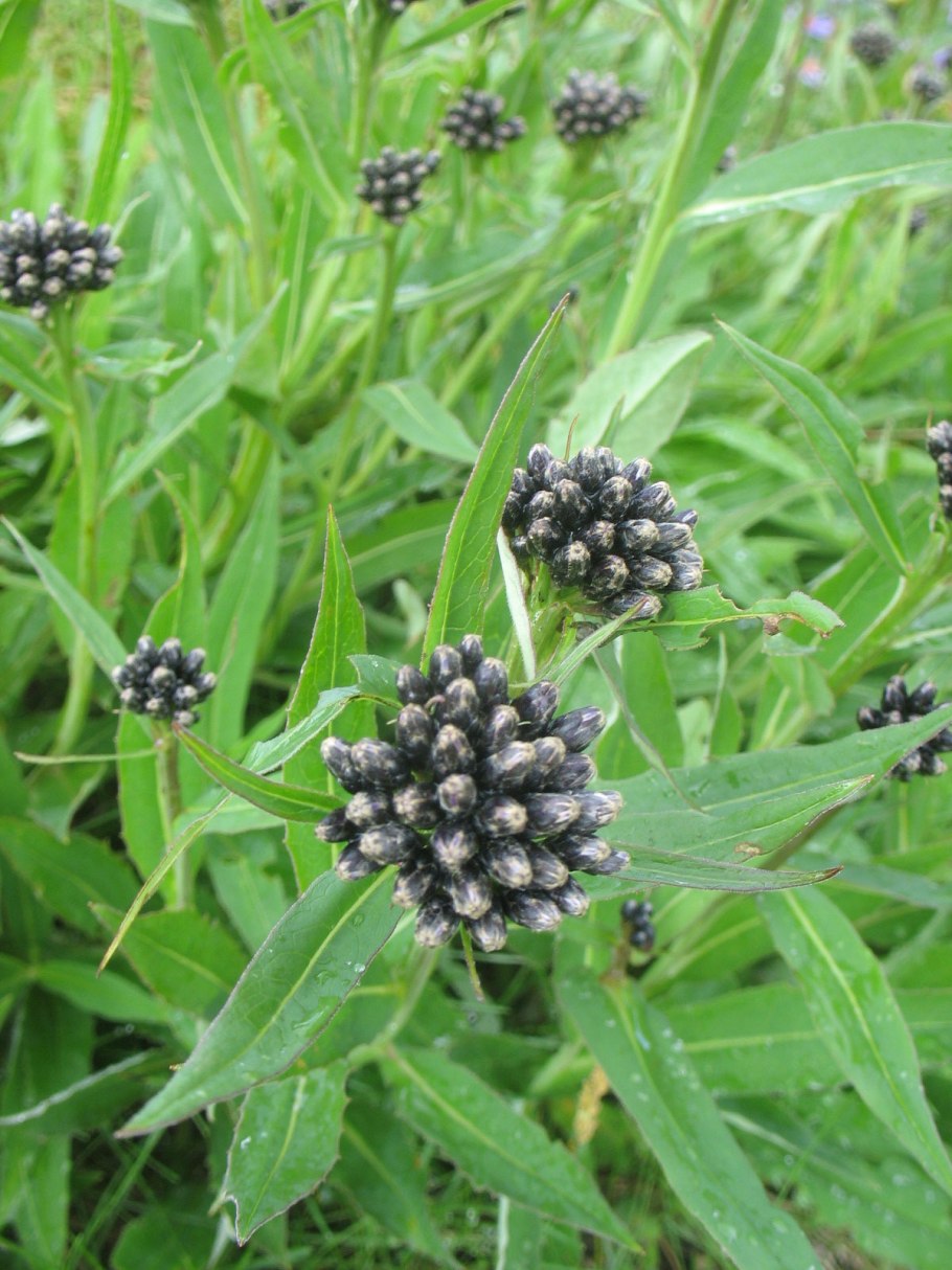 Мытник болотный