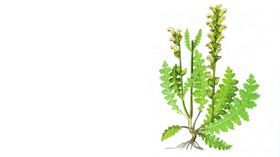 Норичниковые паразиты