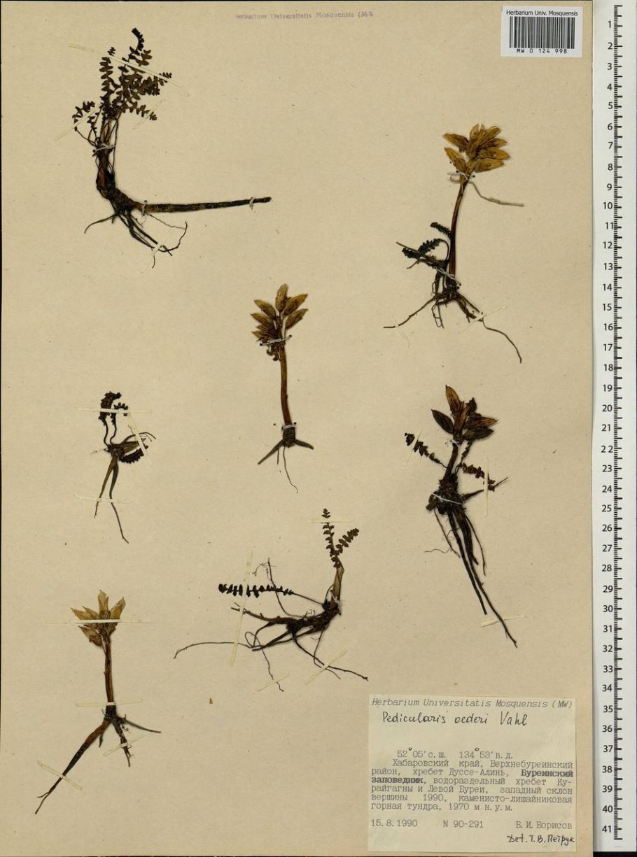 Мытник Лапландский