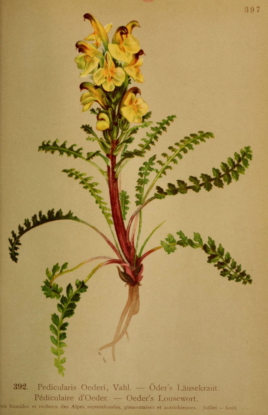 Мытник мохнатоцветковый