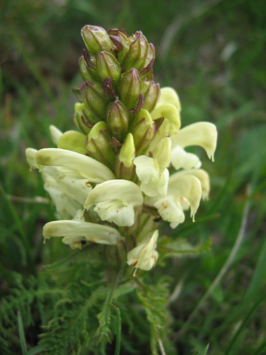 Pedicularis comosa