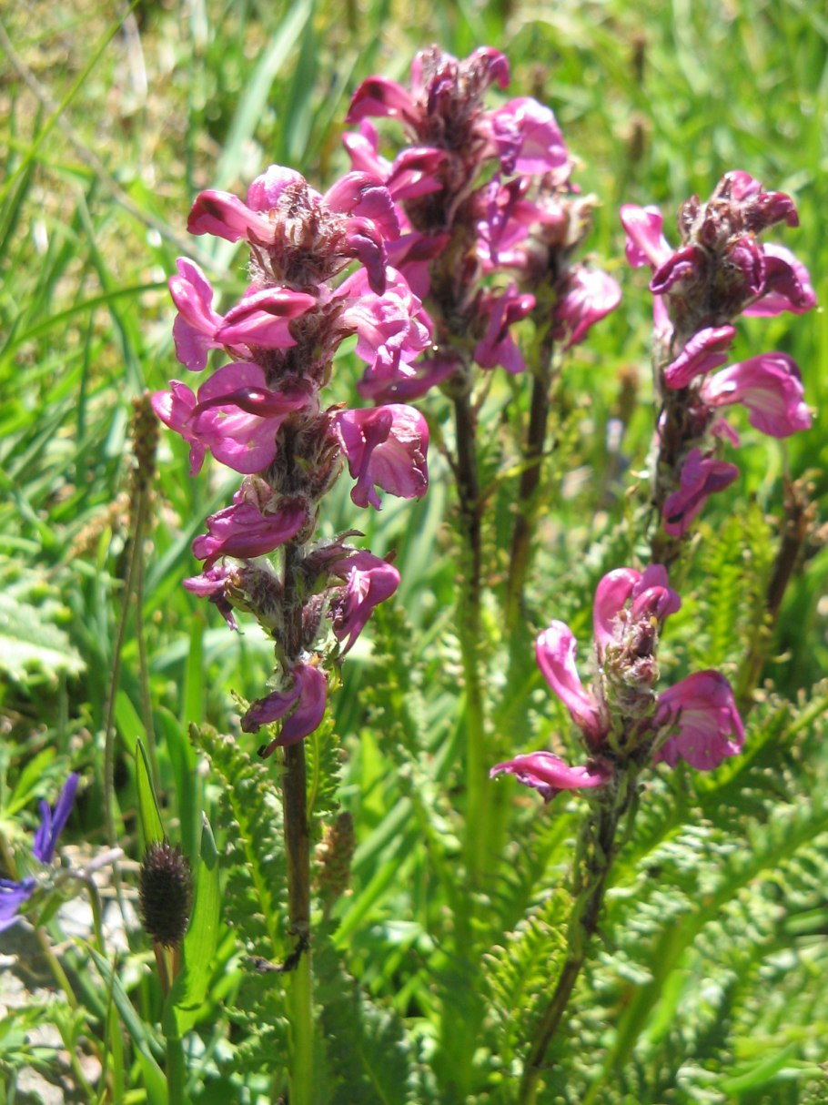 Pedicularis rostratospicata