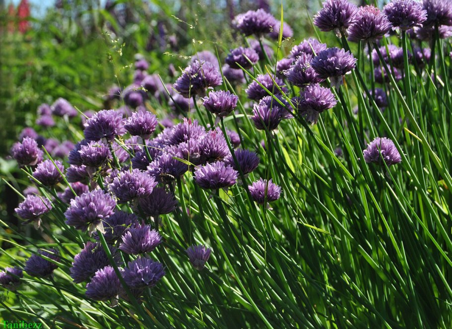 Лук афлатунский, Allium aflatunense