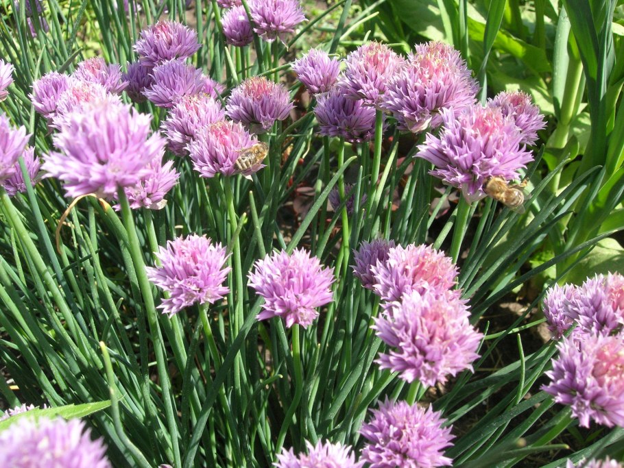 Степной лук