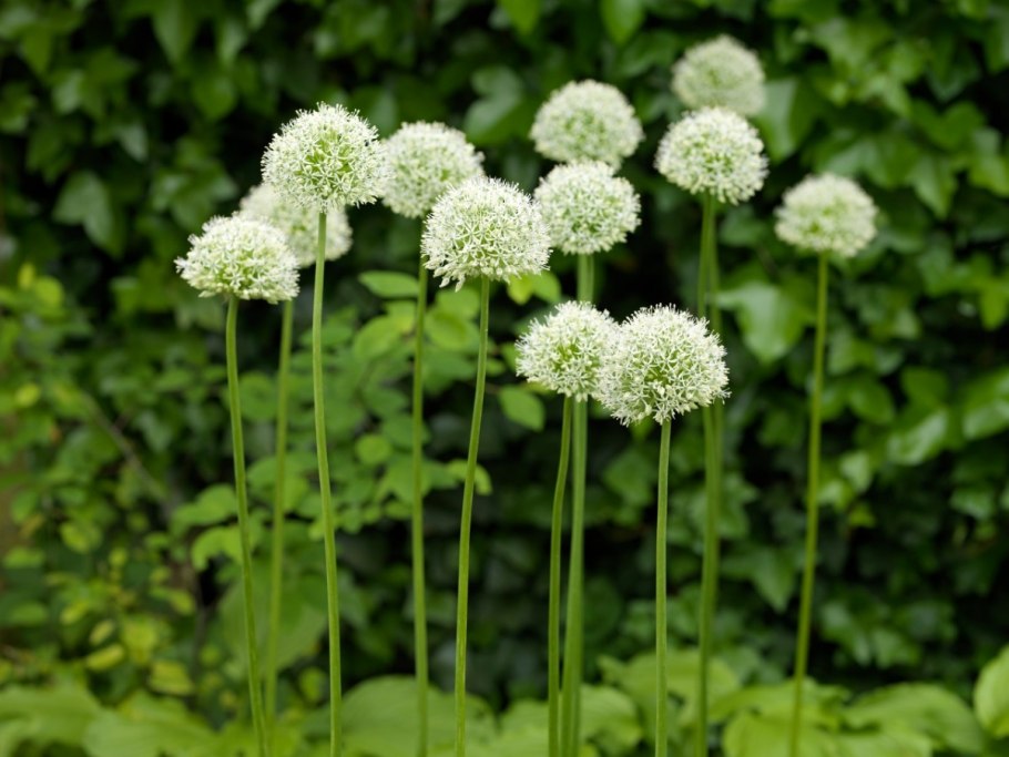 Allium schoenoprasum лук скорода