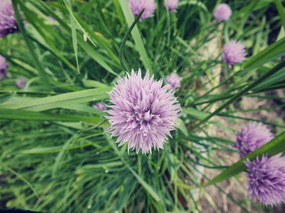 Allium schoenoprasum лук скорода