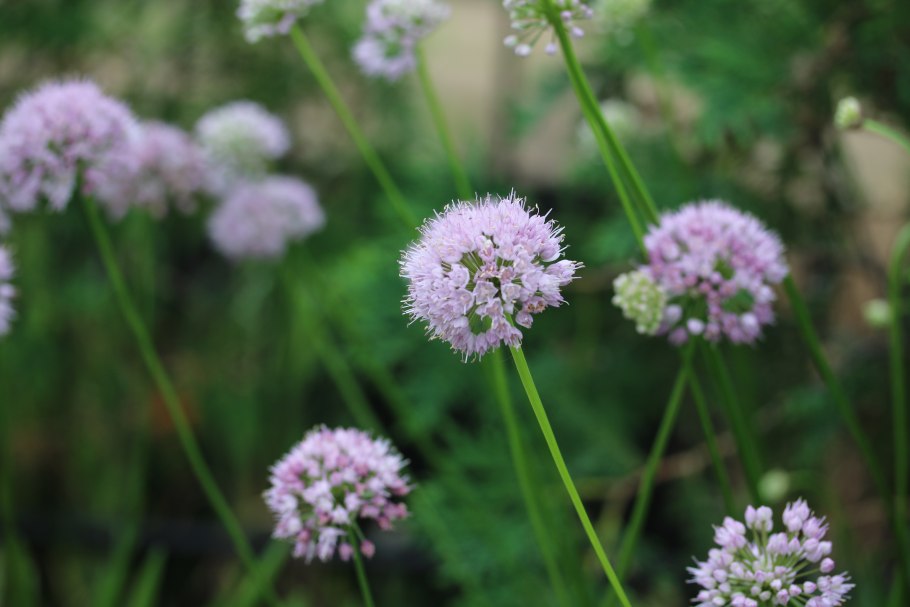 Аллиум цветок