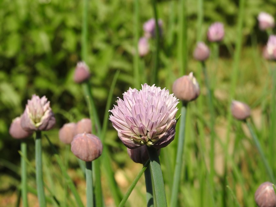 Allium maximowiczii