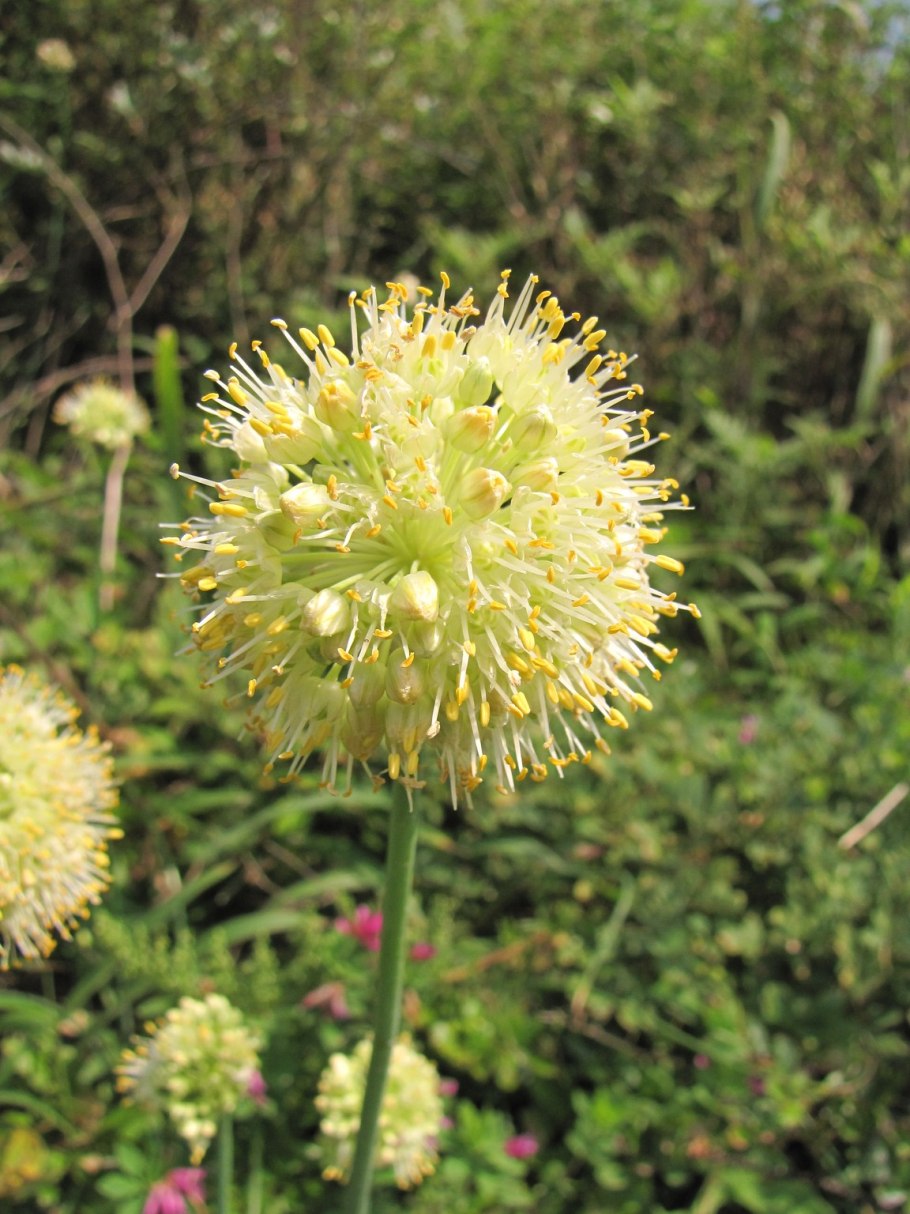 Allium condensatum