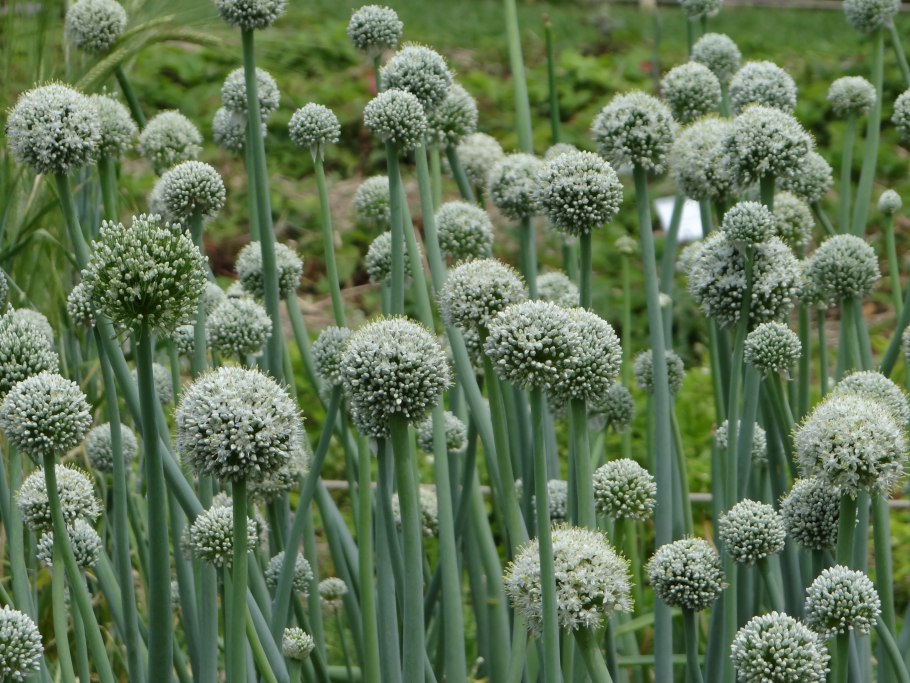 Лук шнитт (Allium schoenoprasum)