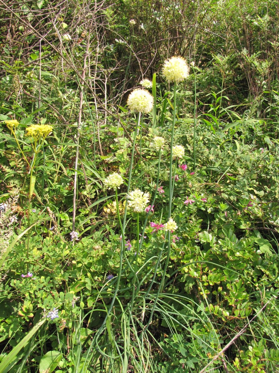 Аллиум Гладиатор