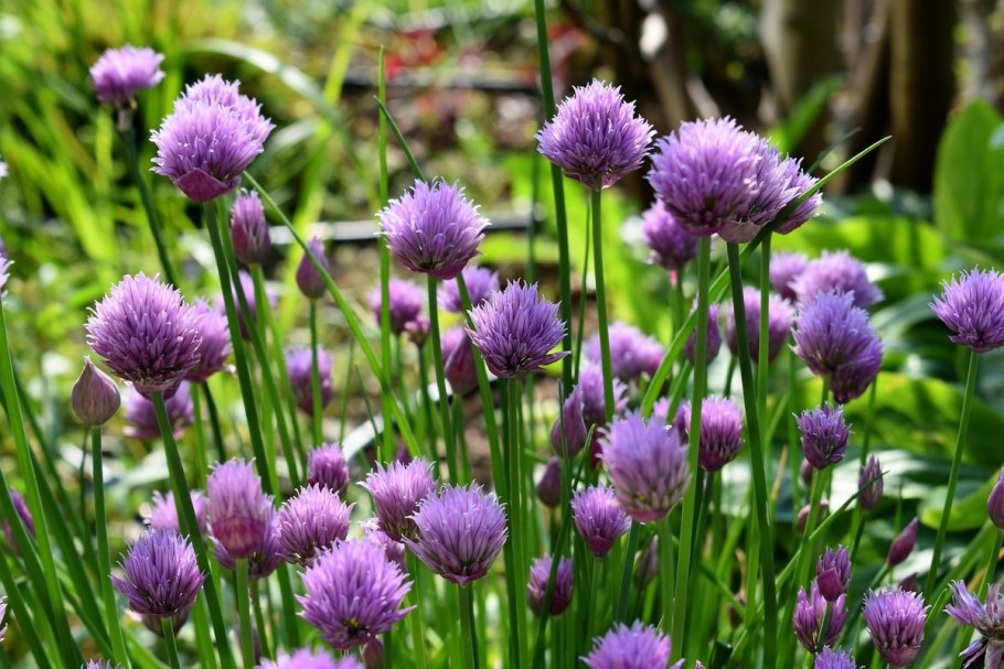 Аллиум афлатунский