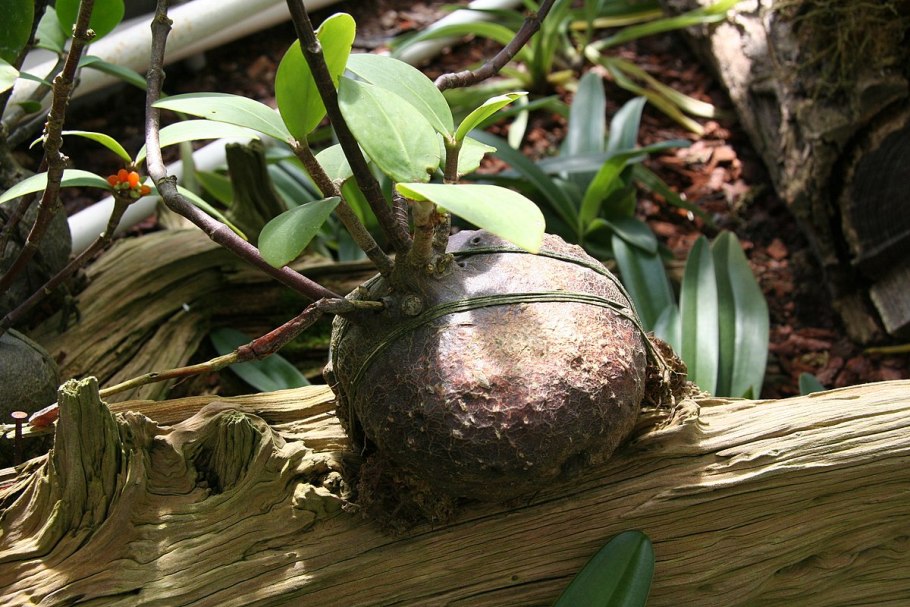 Squamellaria kajewskii