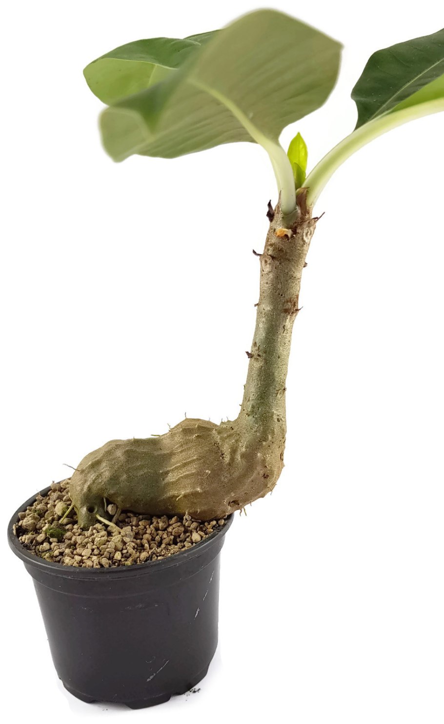 Мирмекодия адвенчур