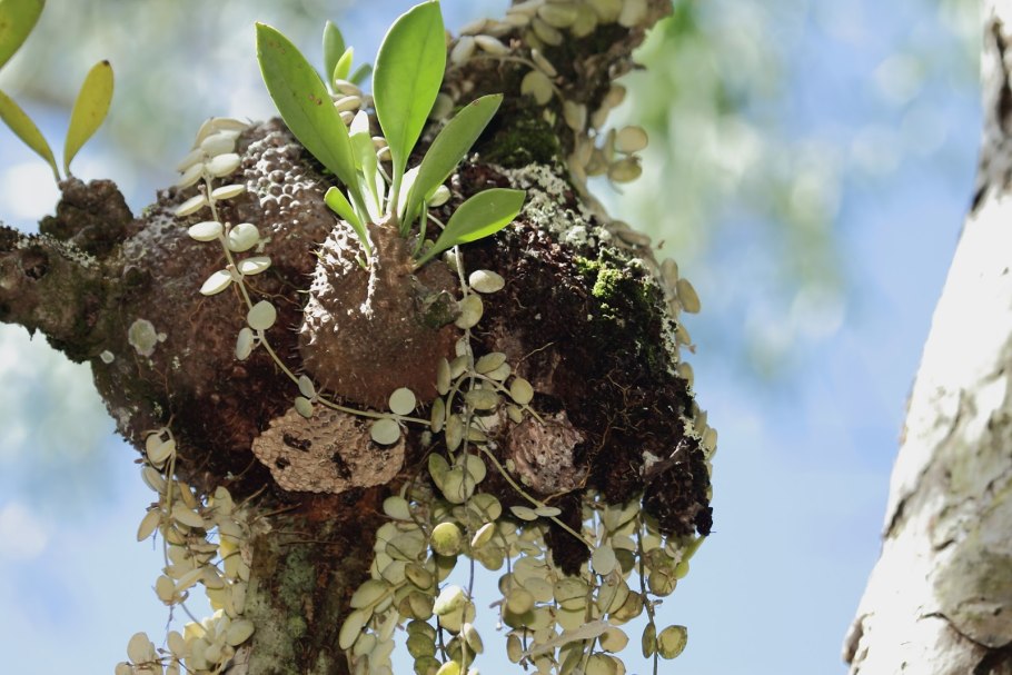 Мирмекодия беккаридиоскорея слоновпя