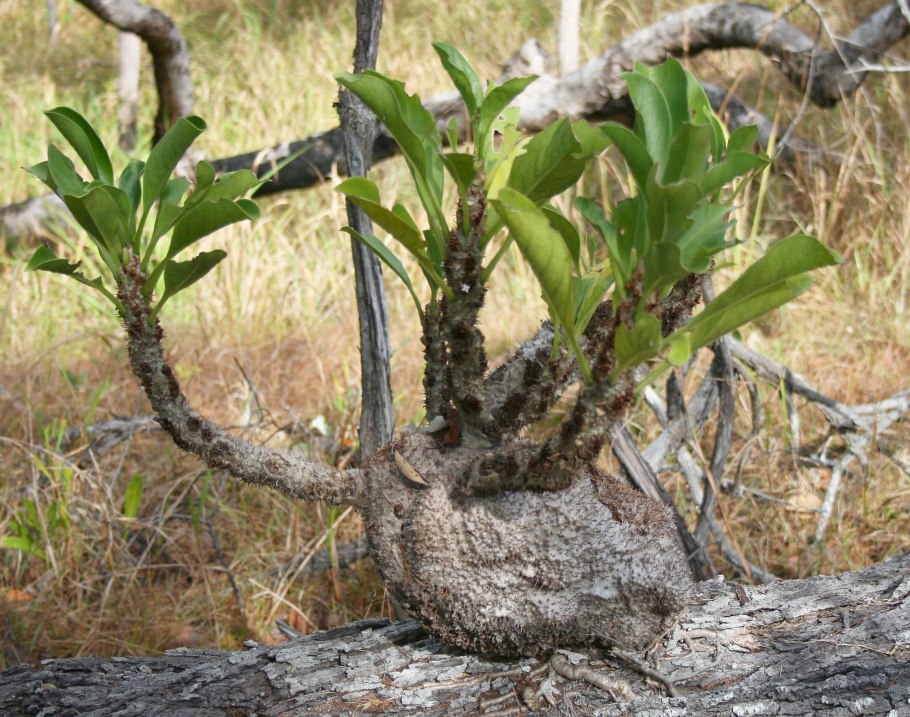 Мирмекодия beccarii