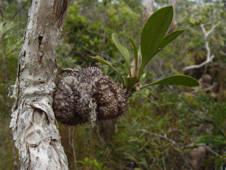 Hydnophytum formicarum