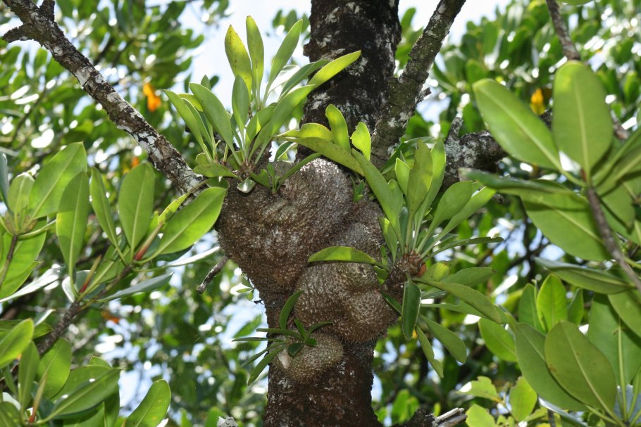 Мирмекодия beccarii