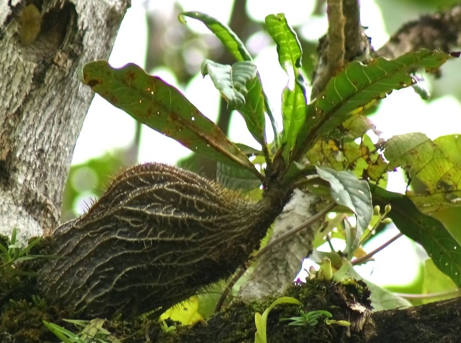 Гиднофитум муравьиный