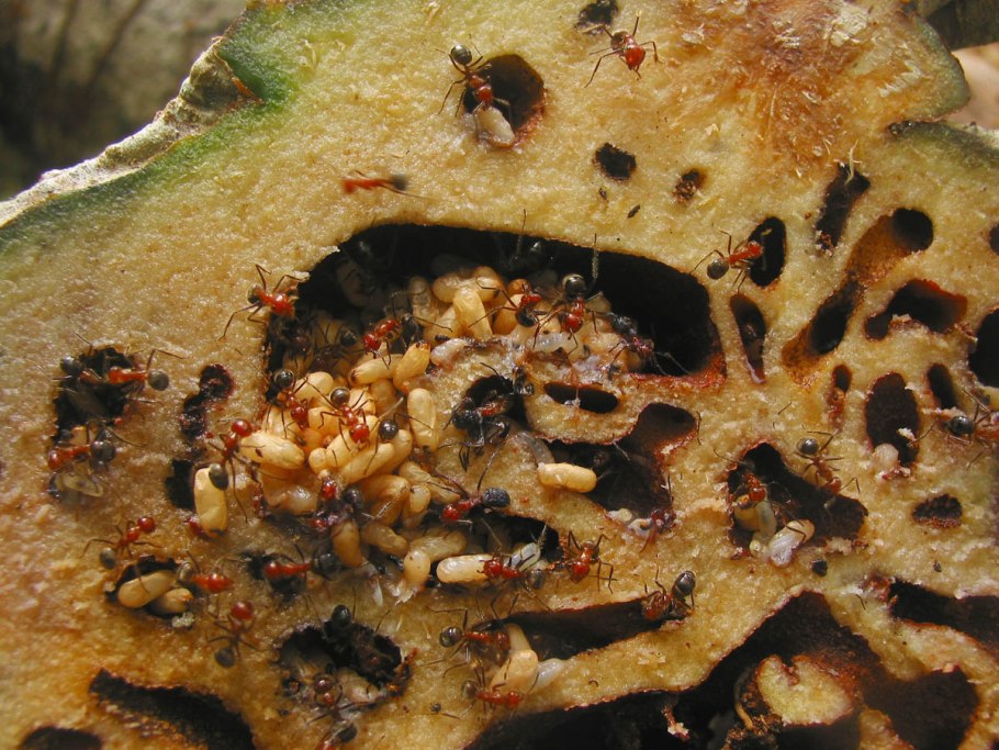 Сидней Паркинсон Ботанические иллюстрации