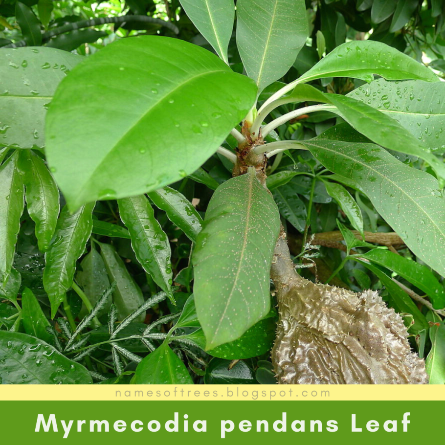 Фикус бокальчатоприлистниковый ficus cyathistipula