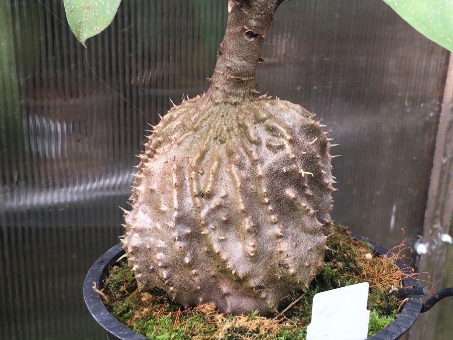 Euphorbia capsaintemariensis