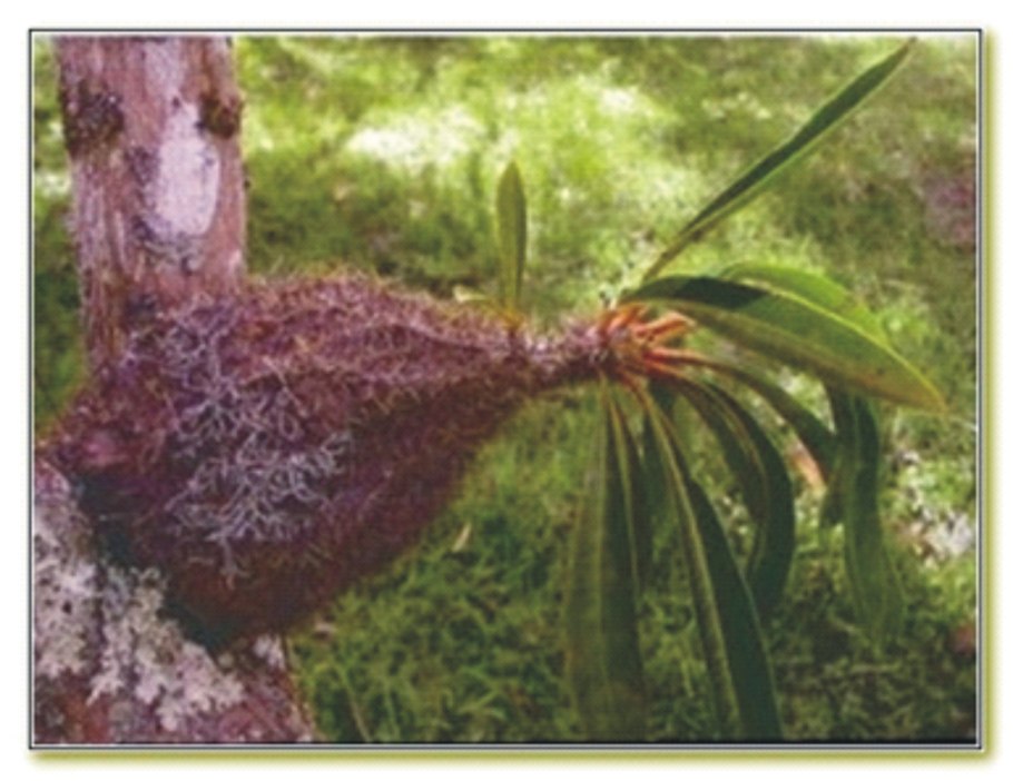 Лягушка из мха поделка