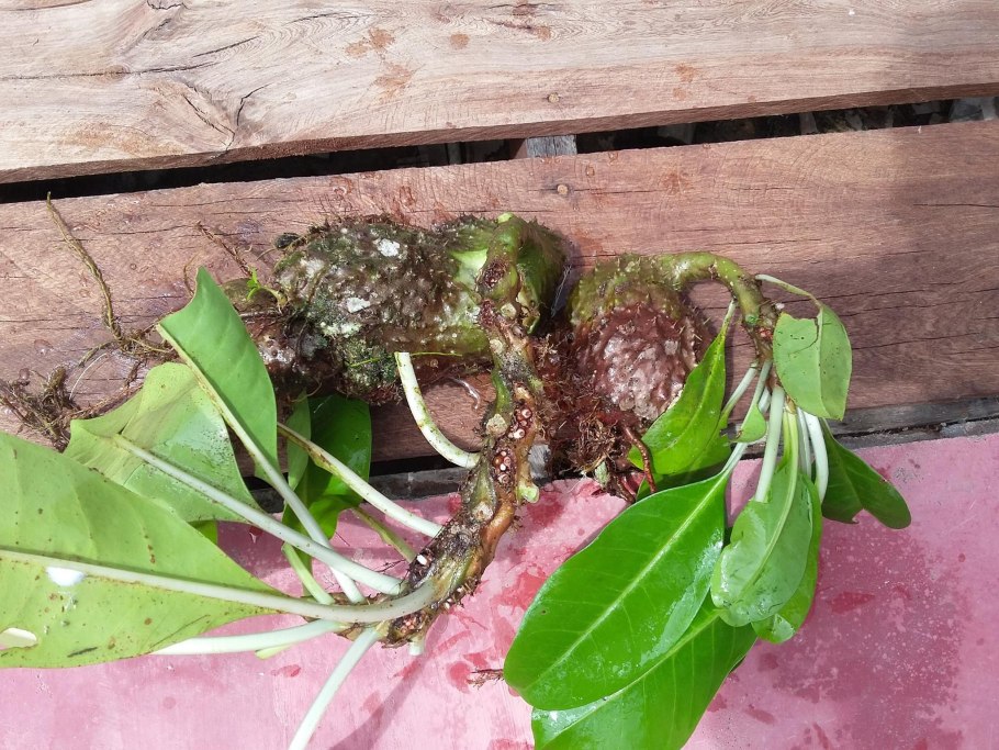 Замиокулькас цветок корни