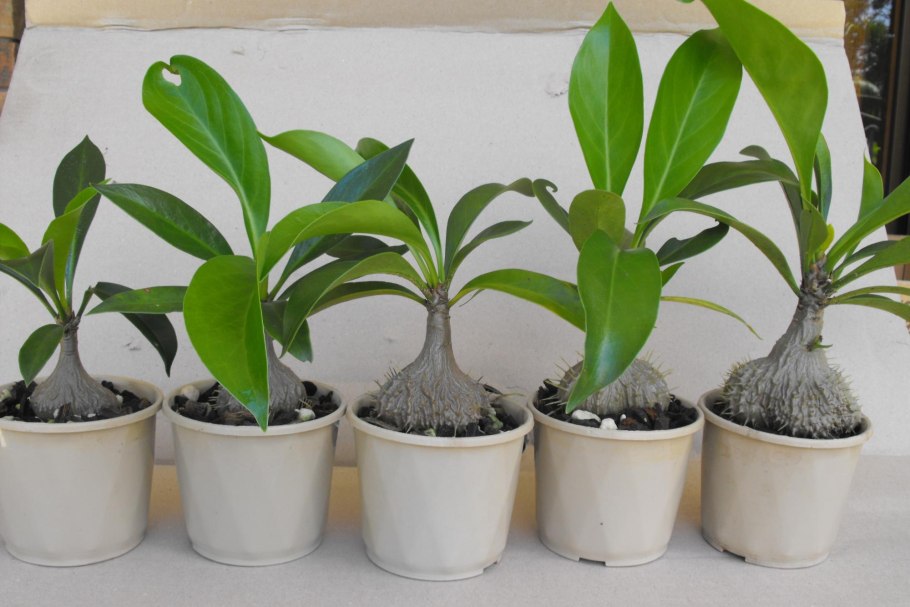 Адениум в домашних условиях