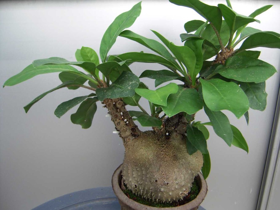 Адениум арабикум блэк